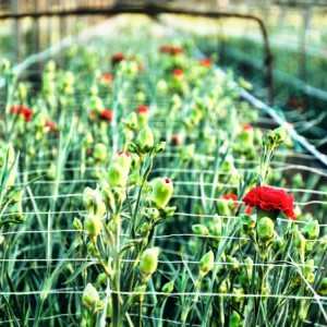 Soil Resetting is also suitable for carnation