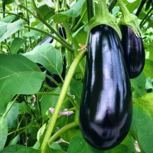 Eggplants - Soil Resetting