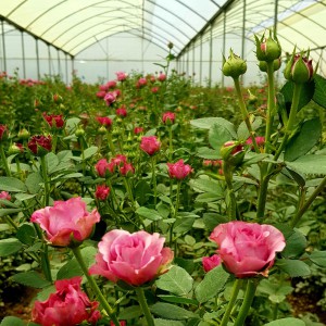 Soil Resetting is also suitable for rose cultivation